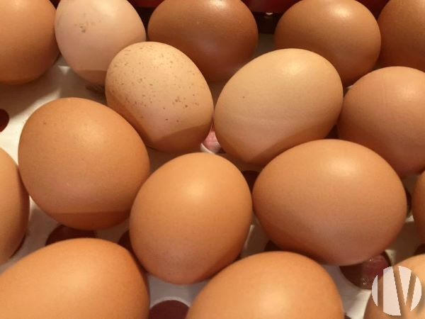 10366 LOIRE ATLANTIQUE. Prachtig pluimveebedrijf