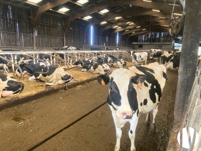 10593 Melkveebedrijf op 129 hectare