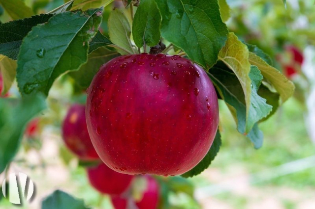 10685 PAYS DE LA LOIRE. Appelboomgaarden