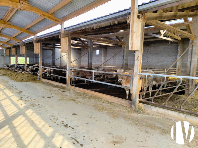 10643 Melkveebedrijf met Brown Suisse veestapel