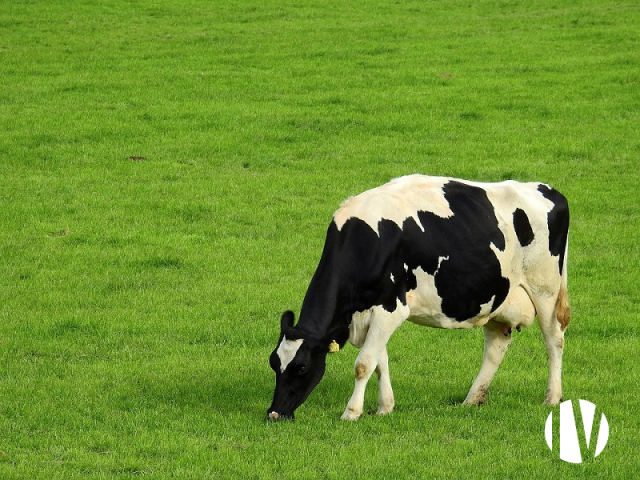 10817 Een hoogproductief melkveebedrijf