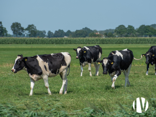10817 Een hoogproductief melkveebedrijf