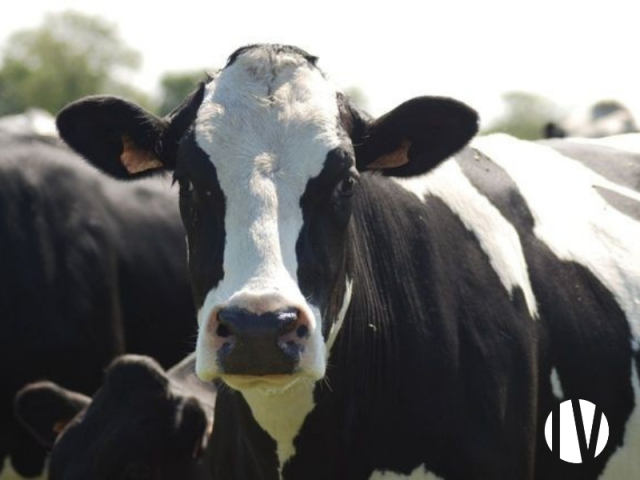 10817 Een hoogproductief melkveebedrijf